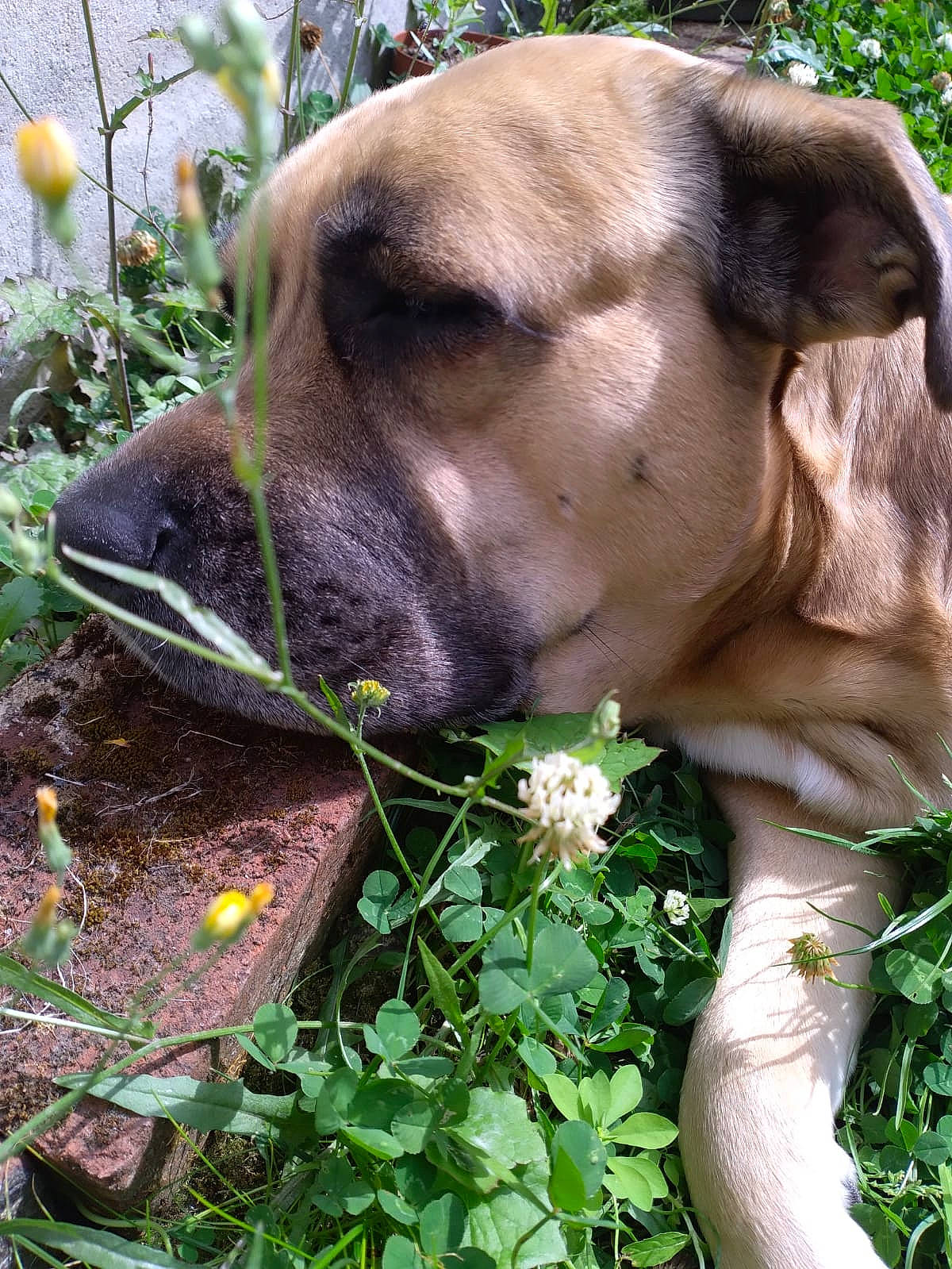 Faya a rejoint le concours — aidez-le/la à gagner de superbes lots ! carnivore, collar, companion_dog, dog, dog_breed, fawn, flower, grass, groundcover, herb, liver, pet_supply, plant, snout, sporting_group, terrestrial_animal, tree, whiskers, working_animal, wrinkle