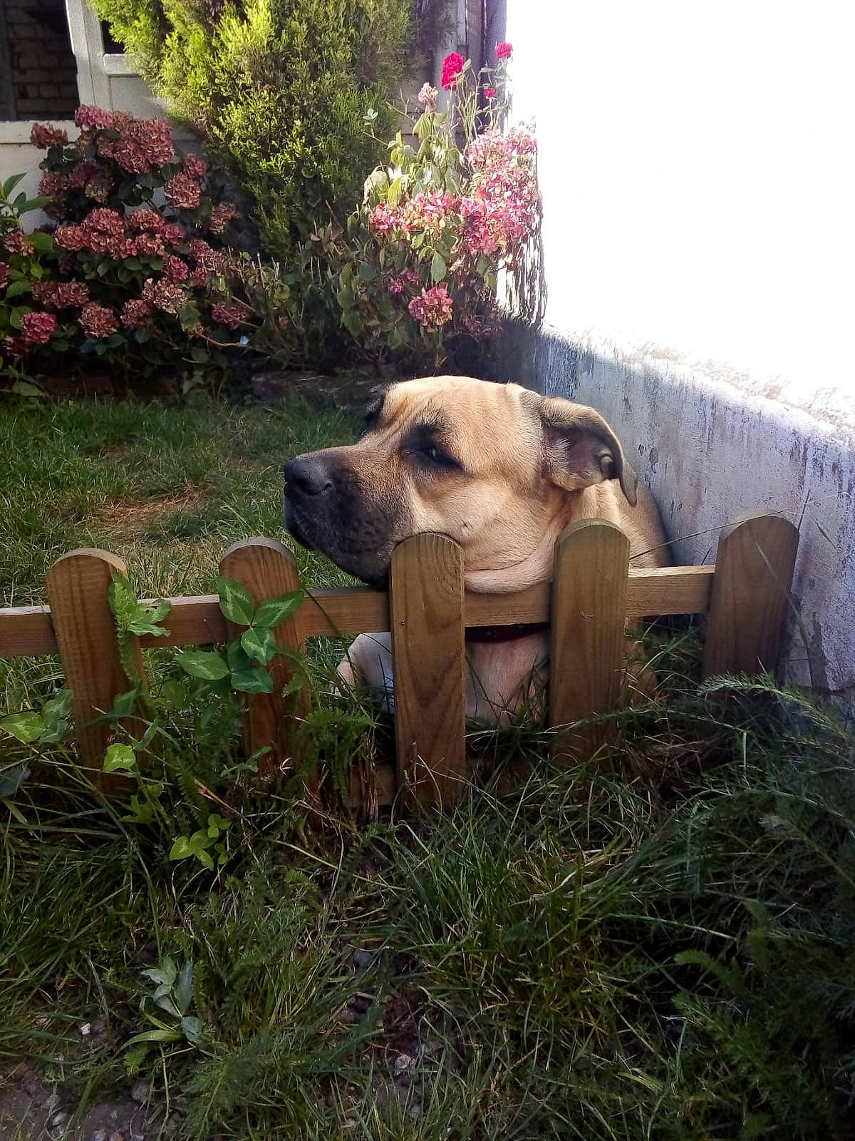 Faya a rejoint le concours — aidez-le/la à gagner de superbes lots ! carnivore, chair, companion_dog, dog, dog_breed, fawn, flower, grass, groundcover, landscape, plant, sculpture, shrub, snout, sporting_group, terrestrial_animal, tree, window, wood, working_animal