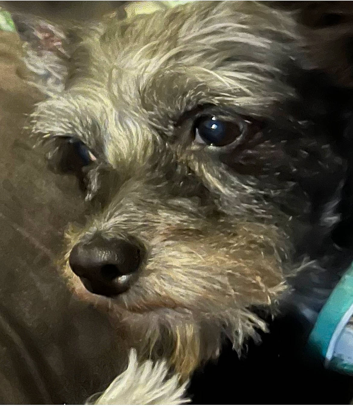 Tippa joined the competition — help win amazing prizes! biewer_terrier, canidae, carnivore, companion_dog, dog, dog_breed, electric_blue, fur, maltepoo, puppy, small_terrier, snout, sporting_group, terrier, toy_dog, whiskers, working_animal