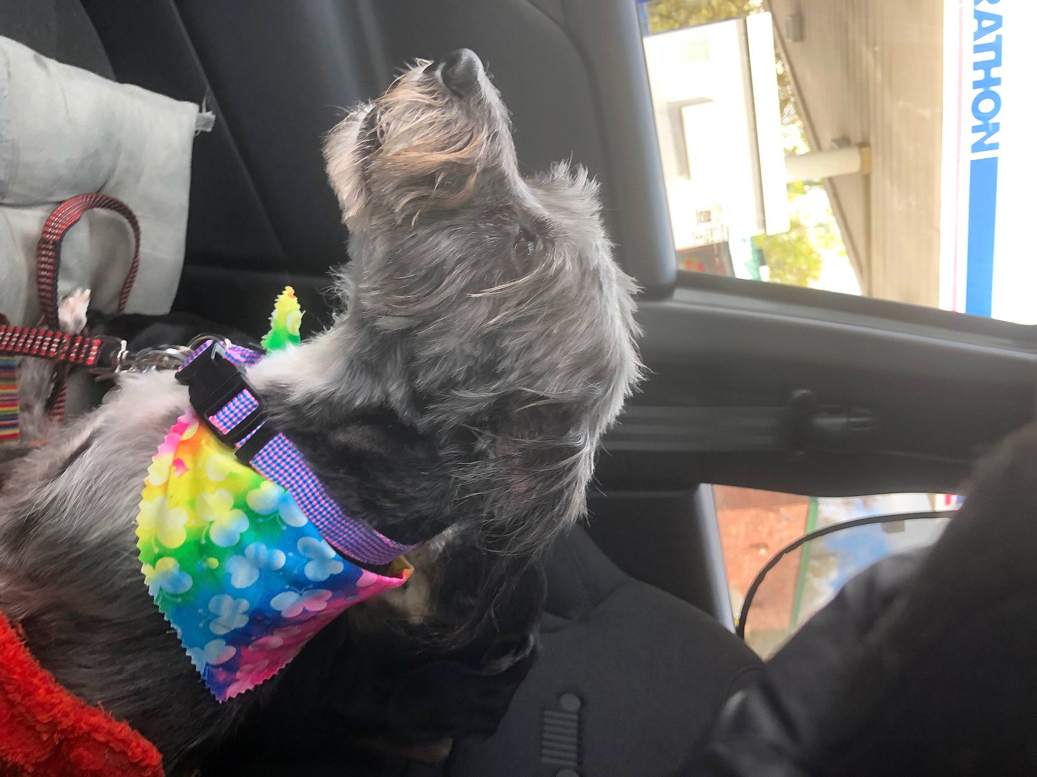 Tippa is registered to the contest to win money with this photo: auto_part, car_seat, car_seat_cover, carnivore, collar, comfort, companion_dog, dog, dog_breed, dog_clothes, eyewear, felidae, fur, glass, seat_belt, sporting_group, toy, toy_dog, vehicle_door, windshield