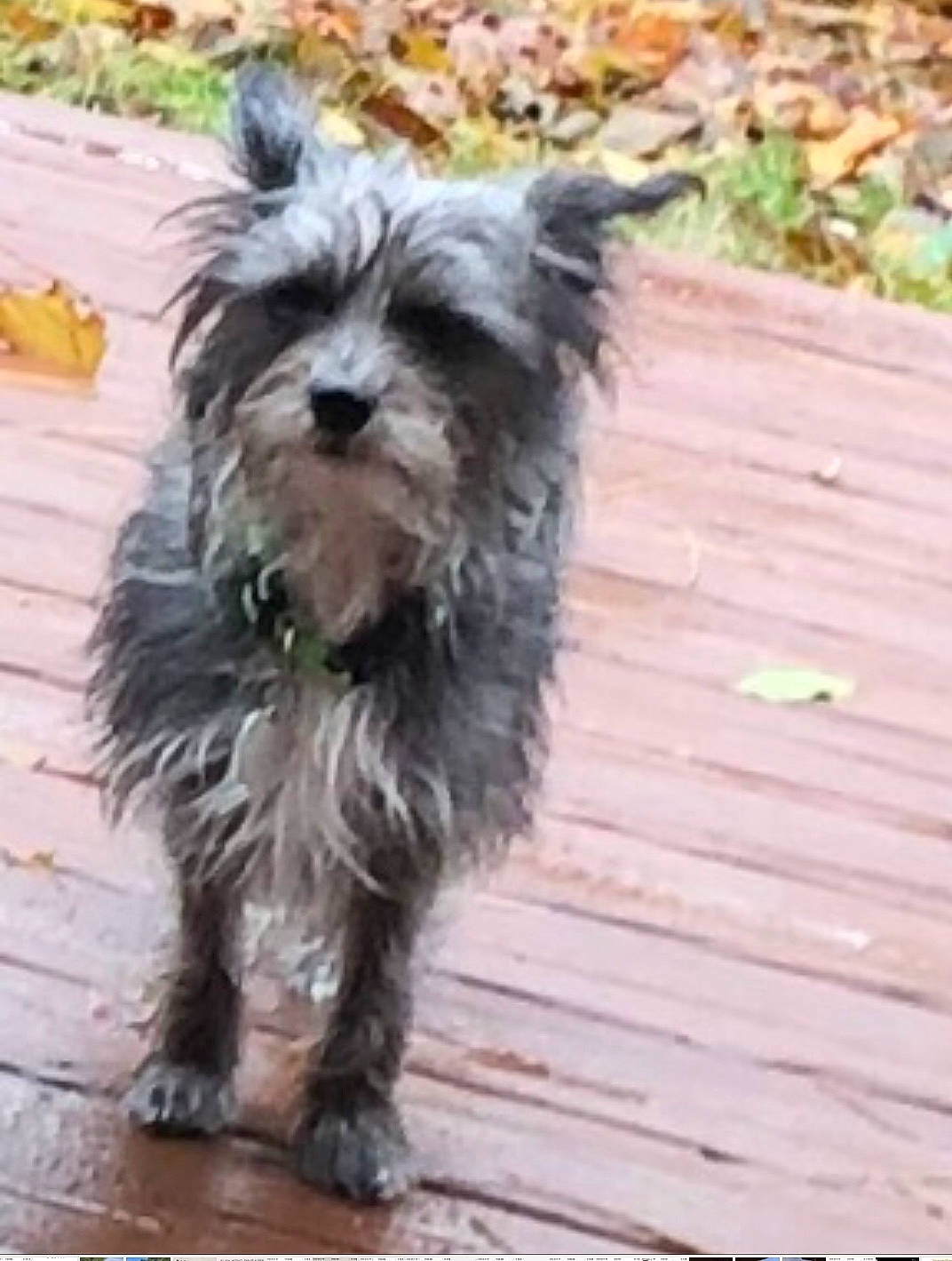 Tippa joined the competition — help win amazing prizes! biewer_terrier, canidae, carnivore, companion_dog, dog, dog_breed, hardwood, liver, non_sporting_group, plank, schnauzer, small_terrier, snout, sporting_group, standard_schnauzer, terrier, toy_dog, water_dog, wood, working_animal