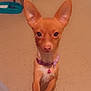 dog, chihuahua, small_dog, big_ears, brown_fur, tan_fur, purple_collar, bell, bow, food_bowl, indoor, tiled_floor, looking_at_camera, staring, paws, standing, pet, cute, portrait, closeup