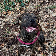 Gucco participe au concours pour gagner de l'argent avec cette photo : dog, brindle_coat, pink_harness, tongue_out, happy, outdoors, forest_floor, leaves, dirt, pet, sitting, paws, collar, smile, close_up, nature, foliage, woodland, canine, playful