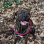 dog, brindle_coat, pink_harness, tongue_out, happy, outdoors, forest_floor, leaves, dirt, pet, sitting, paws, collar, smile, close_up, nature, foliage, woodland, canine, playful