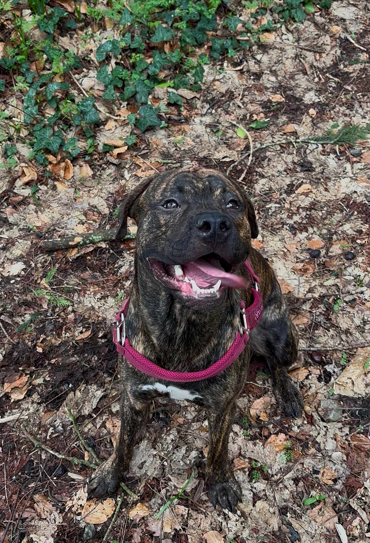 Gucco participe au concours pour gagner de l'argent avec cette photo : dog, brindle_coat, pink_harness, tongue_out, happy, outdoors, forest_floor, leaves, dirt, pet, sitting, paws, collar, smile, close_up, nature, foliage, woodland, canine, playful