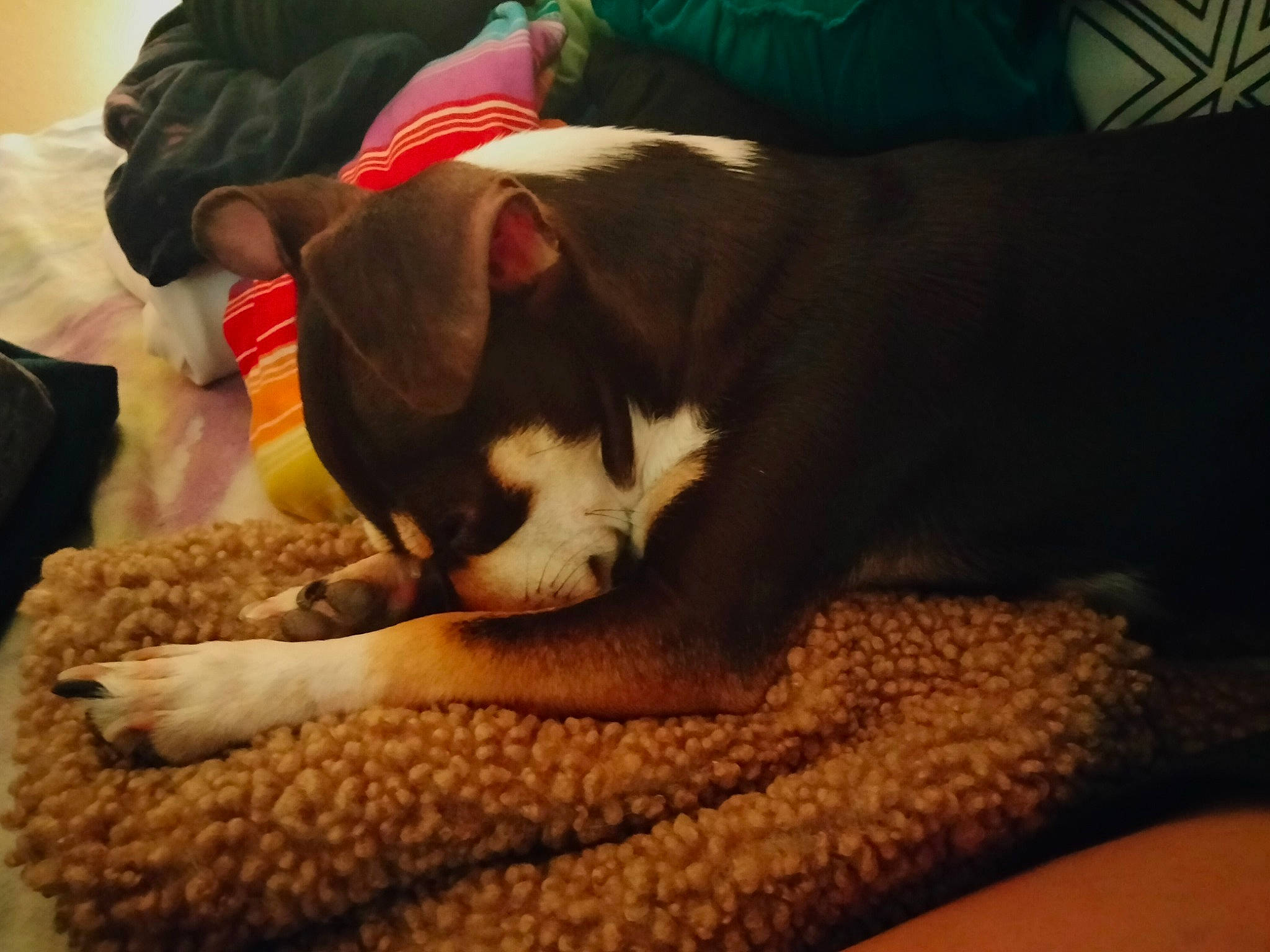 Lily is registered to the contest to win money with this photo: carnivore, cat, comfort, companion_dog, couch, dog_breed, domestic_short_haired_cat, felidae, flooring, fur, hardwood, lap, linens, nap, paw, room, small_to_medium_sized_cats, tail, whiskers, wood