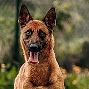 Udgi participe au concours pour gagner de l'argent avec cette photo : dog, animal, pet, outdoor, nature, tongue_out, ears, brown_fur, canine, portrait, happy, grass, blurred_background, muzzle, friendly, closeup, watchful, fence, daylight, cute