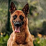 dog, animal, pet, outdoor, nature, tongue_out, ears, brown_fur, canine, portrait, happy, grass, blurred_background, muzzle, friendly, closeup, watchful, fence, daylight, cute