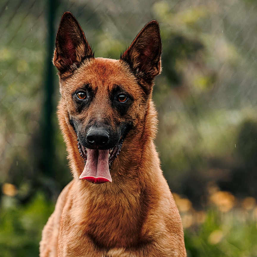 Udgi participe au concours pour gagner de l'argent avec cette photo : animal, blurred_background, brown_fur, canine, closeup, cute, daylight, dog, ears, fence, friendly, grass, happy, muzzle, nature, outdoor, pet, portrait, tongue_out, watchful