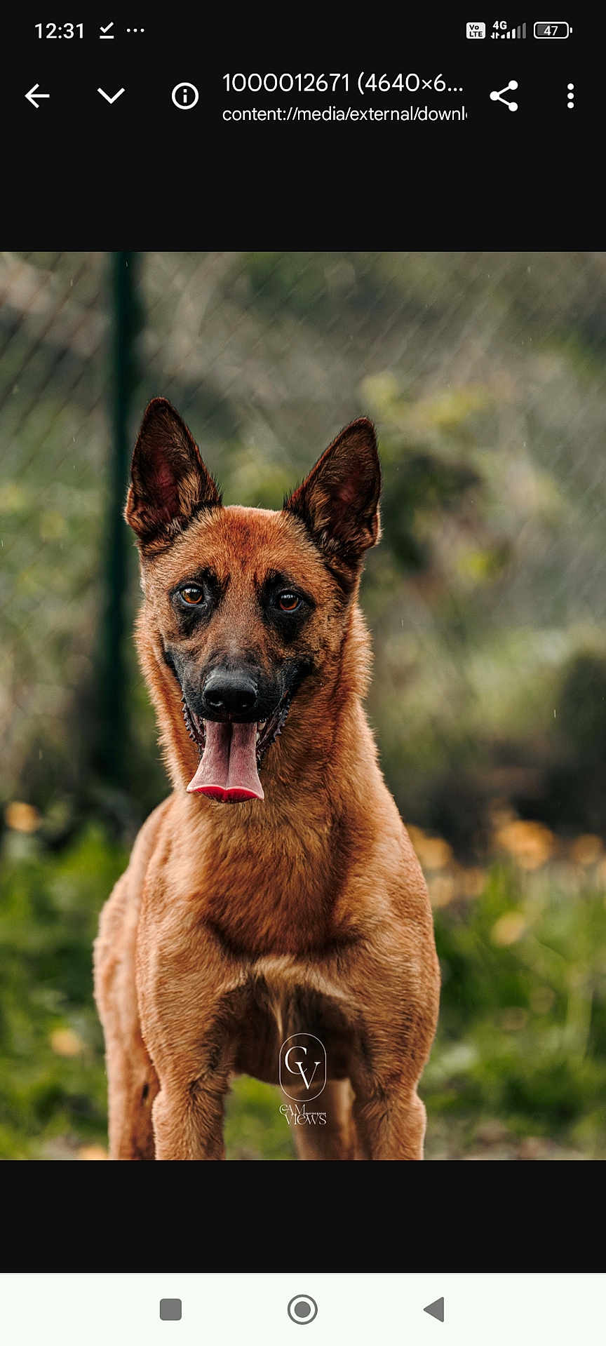 Udgi participe au concours pour gagner de l'argent avec cette photo : dog, animal, pet, outdoor, nature, tongue_out, ears, brown_fur, canine, portrait, happy, grass, blurred_background, muzzle, friendly, closeup, watchful, fence, daylight, cute