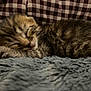 abyssinian, animal, bed, bedroom, blanket, canine, cat, couch, cushion, dog, furniture, homedecor, indoors, kitten, manx, person, pet, quilt, room, sleeping