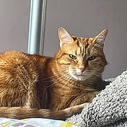 Drogo participe au concours pour gagner de l'argent avec cette photo : animal, bedroom, blanket, cat, cozy, cute, domestic_animal, ears, feline, fur, ginger_cat, indoor, pet, portrait, relaxed, resting, sleepy, soft_texture, tail, whiskers