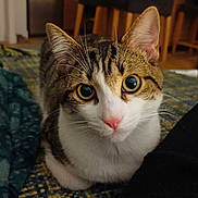 Zumba a rejoint le concours — aidez-le/la à gagner de superbes lots ! animal, blanket, cat, close_up, cozy, curious, domestic, eyes, floor, fur, furniture, indoor, mammal, pet, pink_nose, portrait, resting, tabby_cat, whiskers, wooden_chair