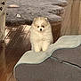 puppy, dog, pomeranian, fluffy, fur, pet, small_dog, indoor, hardwood_floor, rug, pet_step, cute, companion, portrait, living_room, home_interior, toy, adorable, standing, floor_reflection