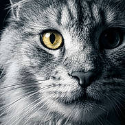 Chat participe au concours pour gagner de l'argent avec cette photo : cat, close_up, animal, feline, whiskers, fur, eye, portrait, pet, domestic_cat, muzzle, texture, face, mustache, striped, looking, yellow_eye, macro, nature, wildlife