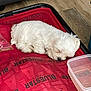 Tokyo participe au concours pour gagner de l'argent avec cette photo : puppy, dog, sleeping, white_fur, red_suitcase, plastic_container, floor, wooden_floor, indoor, pet, cute, small_dog, resting, cozy, fur, animal, household, travel_bag, mesh, relaxing