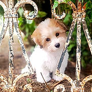 Aiko a rejoint le concours — aidez-le/la à gagner de superbes lots ! puppy, dog, pet, cute, fluffy, curious, iron_fence, rusty_fence, garden, greenery, leaves, earth, outdoor, nature, animal, young_dog, portrait, head_tilt, small_dog, adorable