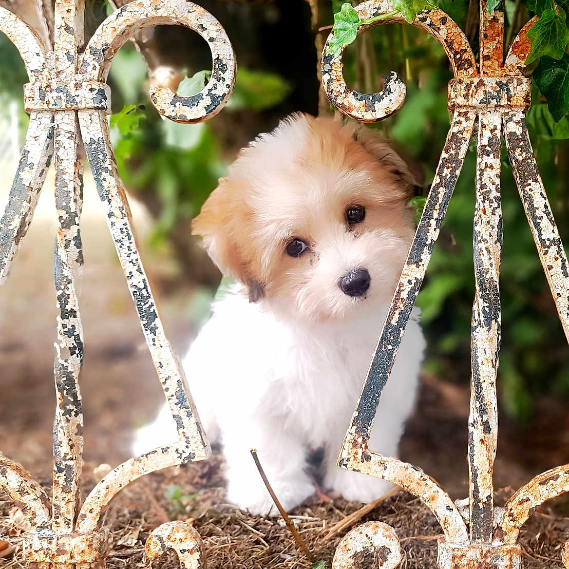 Aiko a rejoint le concours — aidez-le/la à gagner de superbes lots ! adorable, animal, curious, cute, dog, earth, fluffy, garden, greenery, head_tilt, iron_fence, leaves, nature, outdoor, pet, portrait, puppy, rusty_fence, small_dog, young_dog