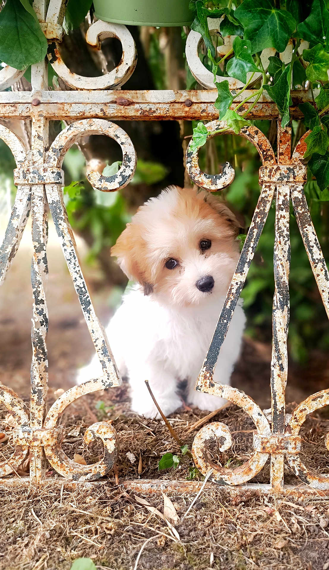 Aiko a rejoint le concours — aidez-le/la à gagner de superbes lots ! puppy, dog, pet, cute, fluffy, curious, iron_fence, rusty_fence, garden, greenery, leaves, earth, outdoor, nature, animal, young_dog, portrait, head_tilt, small_dog, adorable