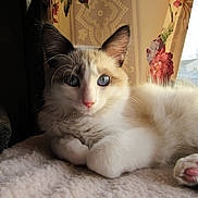 Lumi is registered to the contest to win money with this photo: blanket, blue_eyes, cat, closeup, cozy, curtain, feline, fluffy, fur, indoor, muzzle, paw, pet, pink_nose, portrait, ragdoll, relaxed, sunlight, whiskers, window