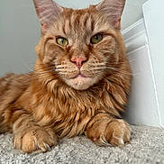 Molokai joined the competition — help win amazing prizes! cat, ginger_cat, orange_tabby, longhaired, maine_coon, pet, feline, animal, portrait, close_up, whiskers, green_eyes, pink_nose, tufted_ears, fluffy_fur, paws, indoor, carpet, resting, front_facing