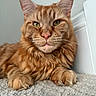 cat, ginger_cat, orange_tabby, longhaired, maine_coon, pet, feline, animal, portrait, close_up, whiskers, green_eyes, pink_nose, tufted_ears, fluffy_fur, paws, indoor, carpet, resting, front_facing