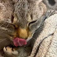 Moon a rejoint le concours — aidez-le/la à gagner de superbes lots ! blanket, cat, close_up, cozy, cute, face, fur, indoor, licking, muzzle, nap, nose, paw, pet, portrait, relaxed, soft_texture, tabby_cat, tongue_out, whiskers