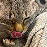 blanket, cat, close_up, cozy, cute, face, fur, indoor, licking, muzzle, nap, nose, paw, pet, portrait, relaxed, soft_texture, tabby_cat, tongue_out, whiskers