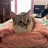 bed, bedding, blanket, cat, close_up, cozy, domestic_cat, ears, eyes, feline, fluffy, home, indoor, person_partial, pet, pink, portrait, television, towel, whiskers