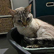 Moon a rejoint le concours — aidez-le/la à gagner de superbes lots ! cat, feline, pet, indoor, wicker_basket, pet_bed, blanket, tail, whiskers, ears, fur, close_up, portrait, cozy, home_interior, storage_shelves, drawers, floor, eyes, resting