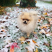 Dior participe au concours pour gagner de l'argent avec cette photo : adorable, animal, autumn, canine, cold, cute, dog, fluffy, fur, garden, grass, leaves, nature, outdoor, pet, pomeranian, small_dog, snow, walk, winter