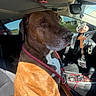 Wrigley is registered to the contest to win money with this photo: dog, brown_dog, leash, car_interior, car_seat, sunlight, red_leash, cross_decoration, football_decoration, dashboard, steering_wheel, window, pet, animal, companion, seatbelt, shadow, reflection, vehicle, calm