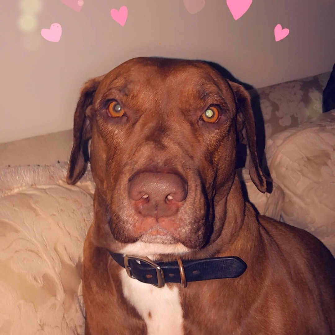 Wrigley is registered to the contest to win money with this photo: dog, brown_dog, collar, indoor, couch, pet, heart_effects, animal, canine, love, portrait, furniture, domestic_animal, closeup, sitting, cute, companion, friendly, mammal, relaxed