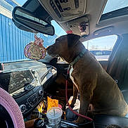 Wrigley joined the competition — help win amazing prizes! dog, car_interior, dashboard, rearview_mirror, air_freshener, leash, cup, sunroof, seatbelt, window, blue_building, daylight, pet, collar, clutter, plastic_cup, seat, reflection, leather_seat, car_door