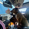 dog, car_interior, dashboard, rearview_mirror, air_freshener, leash, cup, sunroof, seatbelt, window, blue_building, daylight, pet, collar, clutter, plastic_cup, seat, reflection, leather_seat, car_door