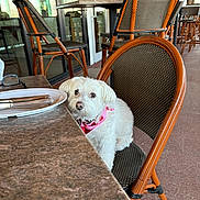 Muffin is registered to the contest to win money with this photo: dog, white_dog, bandana, chair, table, restaurant, outdoor, patio, fur, pet, waiting, curious, seating, floor, window, reflection, furniture, empty_plate, cutlery, casual