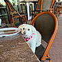 dog, white_dog, bandana, chair, table, restaurant, outdoor, patio, fur, pet, waiting, curious, seating, floor, window, reflection, furniture, empty_plate, cutlery, casual