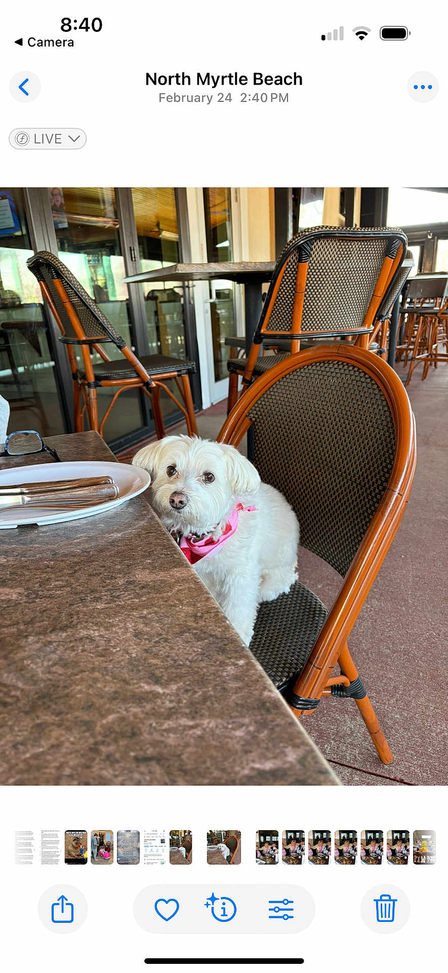 Muffin is registered to the contest to win money with this photo: dog, white_dog, bandana, chair, table, restaurant, outdoor, patio, fur, pet, waiting, curious, seating, floor, window, reflection, furniture, empty_plate, cutlery, casual