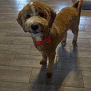 Duke is registered to the contest to win money with this photo: dog, indoor, floor, tile, bow_tie, pet, curly_fur, brown, white, animal, looking, standing, shadow, collar, cute, companion, home, facing_camera, domestic, canine