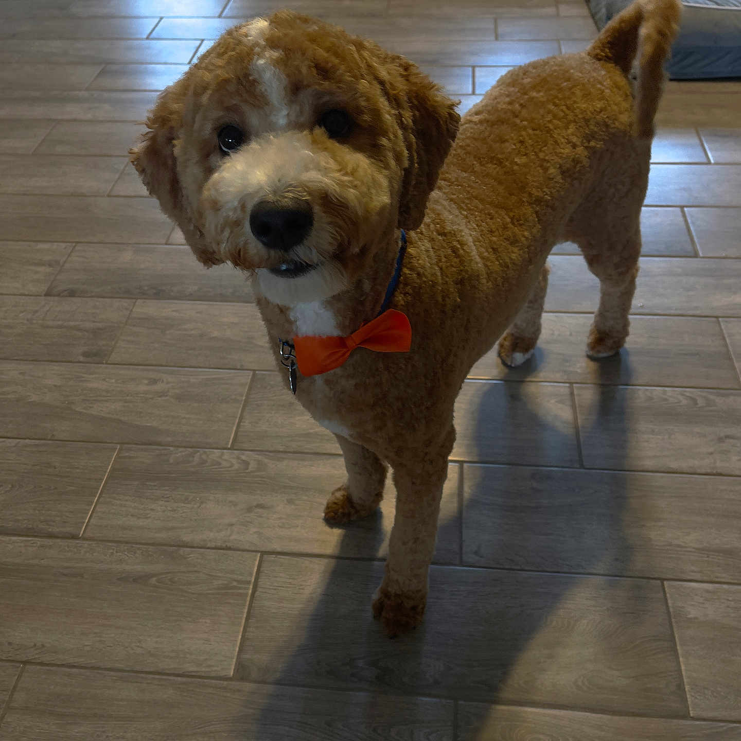 Duke is registered to the contest to win money with this photo: animal, bow_tie, brown, canine, collar, companion, curly_fur, cute, dog, domestic, facing_camera, floor, home, indoor, looking, pet, shadow, standing, tile, white