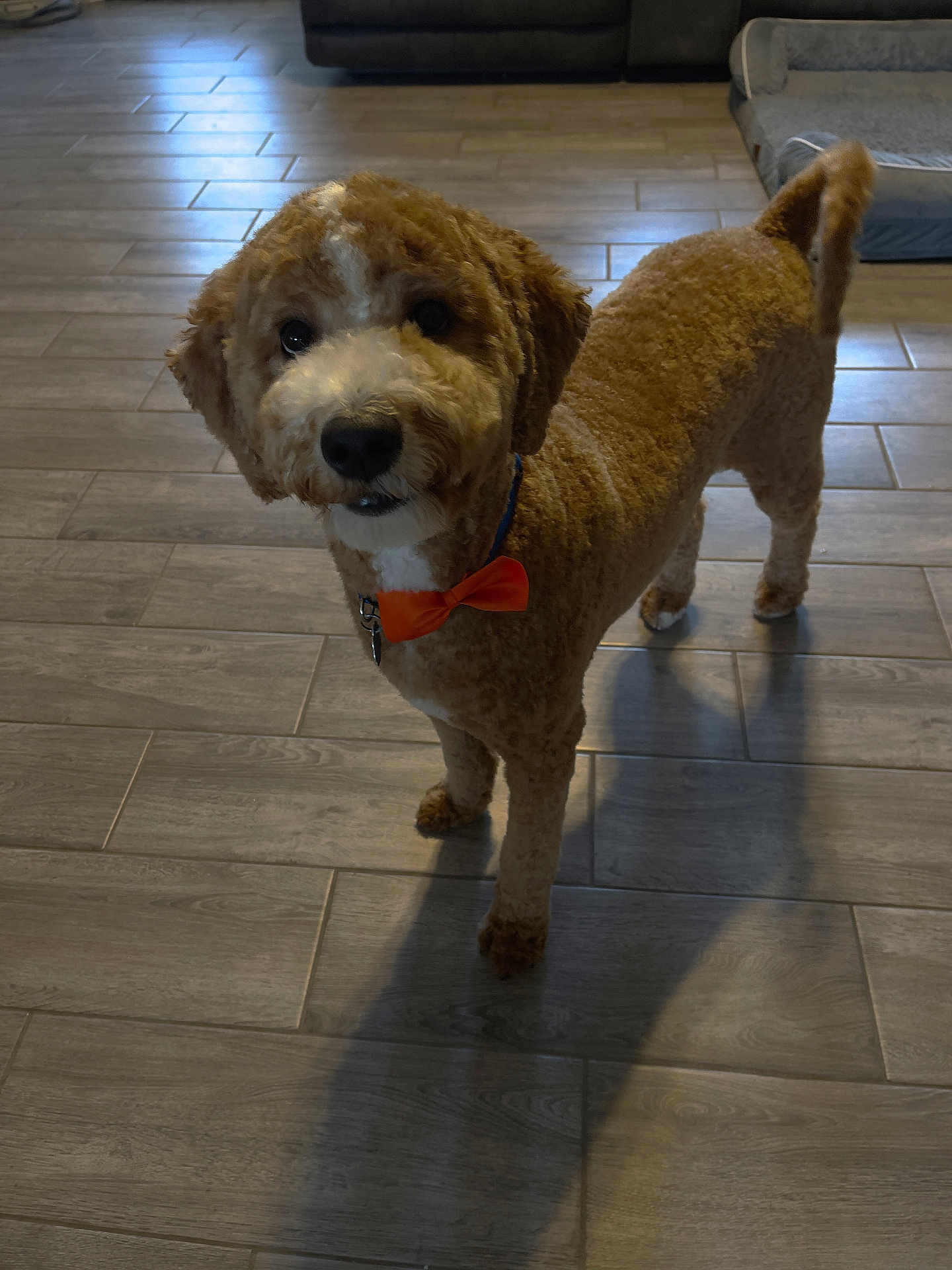 Duke is registered to the contest to win money with this photo: dog, indoor, floor, tile, bow_tie, pet, curly_fur, brown, white, animal, looking, standing, shadow, collar, cute, companion, home, facing_camera, domestic, canine