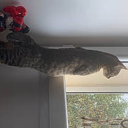 Nova a rejoint le concours — aidez-le/la à gagner de superbes lots ! carmine, fashion_accessory, felidae, fur, gesture, glove, human_leg, room, shade, shadow, small_to_medium_sized_cats, tail, tints_and_shades, tree, twig, window_treatment, wool