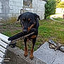 Tazz a rejoint le concours — aidez-le/la à gagner de superbes lots ! dog, brush, garden, grass, concrete, rock, flower, plant, bench, wall, outdoor, pet, animal, daylight, sidewalk, greenery, yard, canine, nature, muzzle