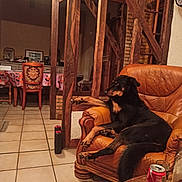 Tazz participe au concours pour gagner de l'argent avec cette photo : dog, leather_chair, wooden_beams, indoor, tile_floor, table, soda_can, glass, furniture, relaxed, pet, brown, black, living_room, decor, cozy, rustic, seated, house, domestic