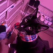 Yang is registered to the contest to win money with this photo: cat, black_cat, scarf, indoor, shoes, shoe_rack, drawer, furniture, pet, animal, curious, looking_up, cozy, room, carpet, plaid, colorful, whiskers, ears, wide_eyes