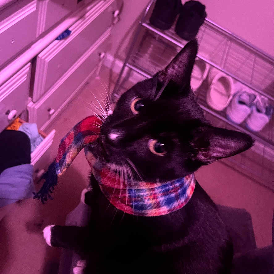 Yang is registered to the contest to win money with this photo: cat, black_cat, scarf, indoor, shoes, shoe_rack, drawer, furniture, pet, animal, curious, looking_up, cozy, room, carpet, plaid, colorful, whiskers, ears, wide_eyes
