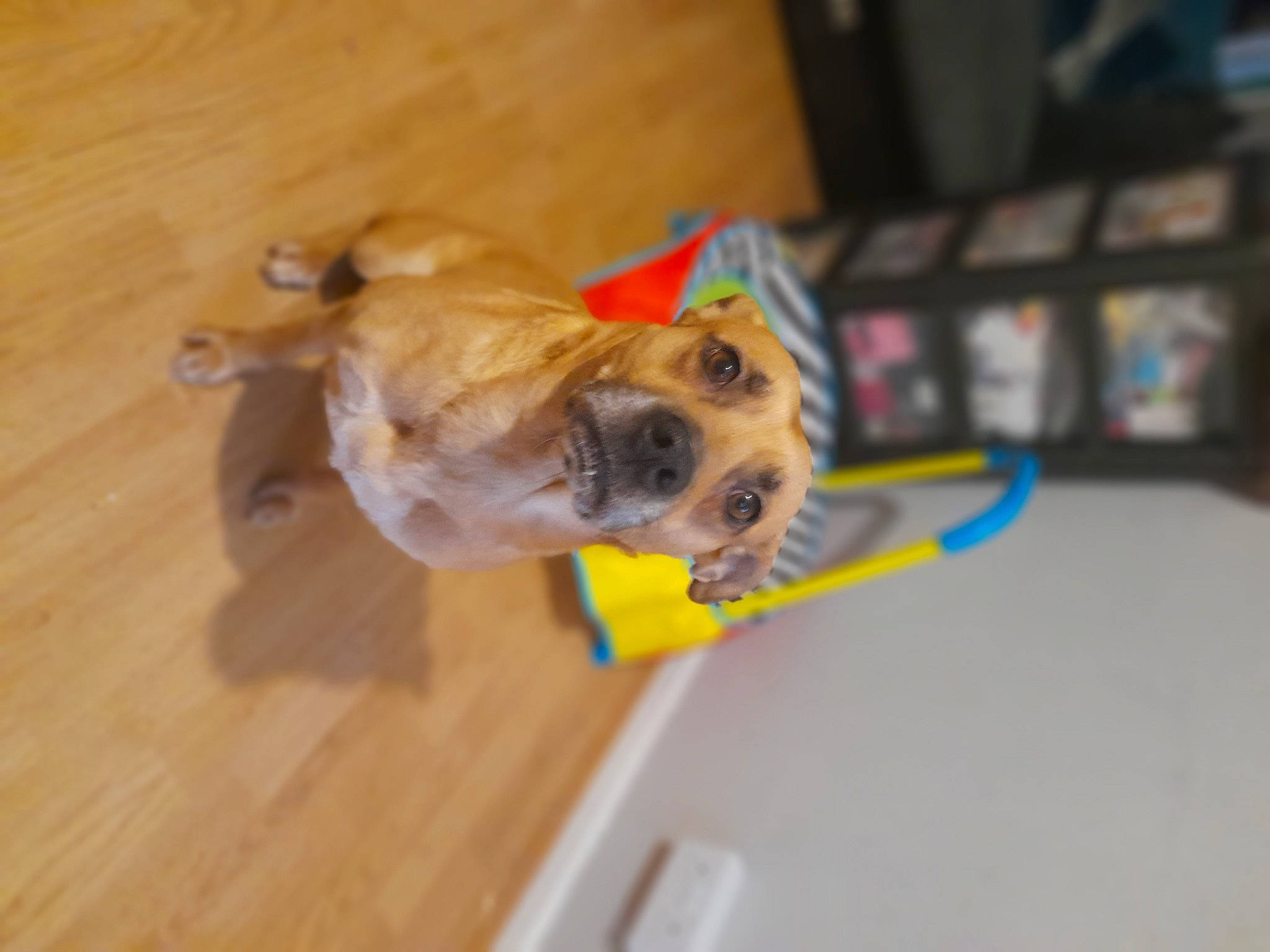 Roxie Rou is registered to the contest to win money with this photo: canidae, carnivore, companion_dog, dog, dog_breed, dog_clothes, dog_supply, fawn, floor, flooring, hardwood, paw, pet_supply, snout, sporting_group, toy_dog, varnish, wood, wood_flooring, wood_stain