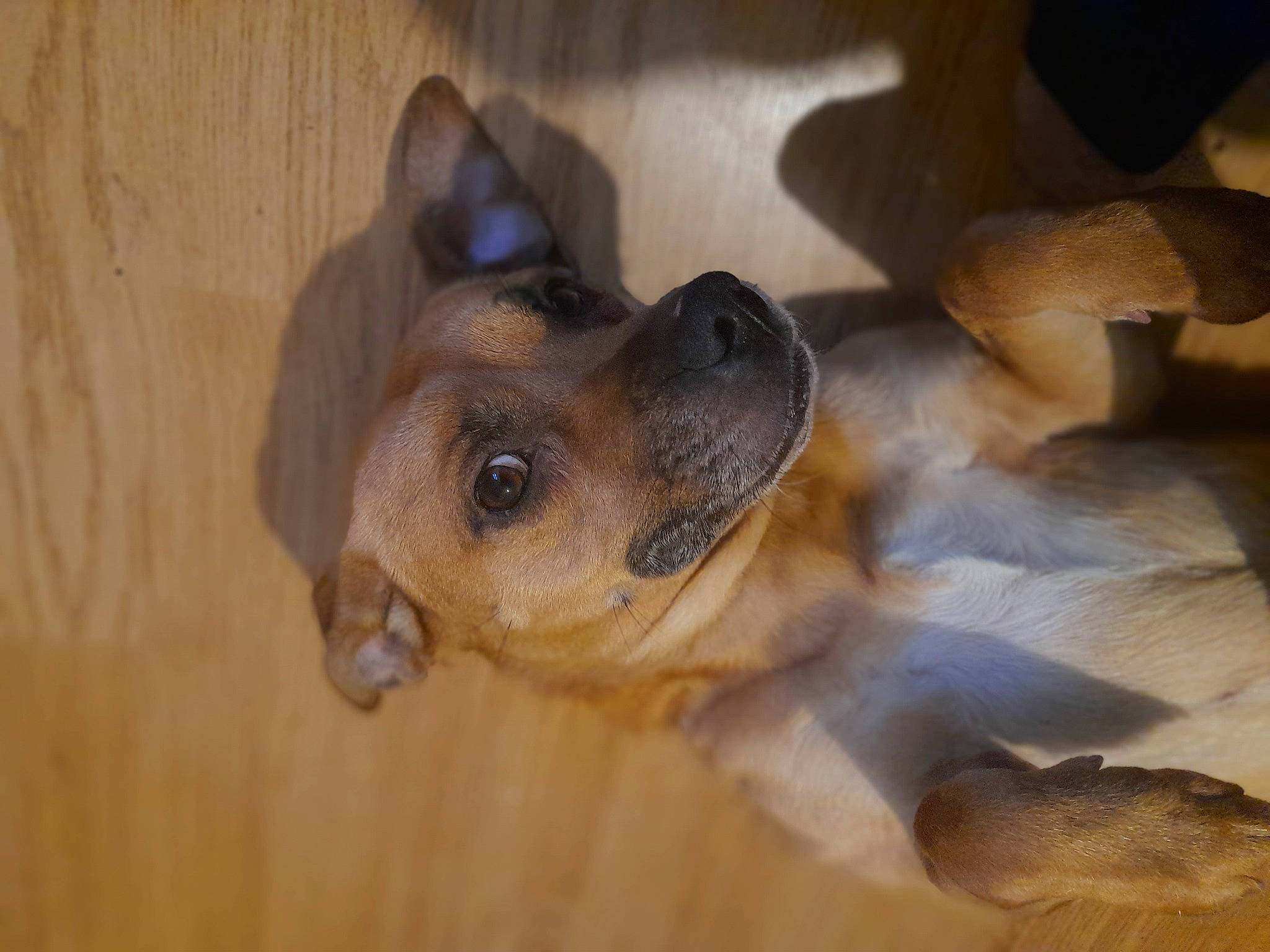 Roxie Rou joined the competition — help win amazing prizes! carnivore, companion_dog, dog, dog_breed, ear, fawn, flooring, fur, hardwood, non_sporting_group, paw, snout, sporting_group, terrestrial_animal, whiskers, wood, working_animal, working_dog