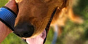 Ollie is registered to the contest to win money with this photo: animal, blurred_background, canine, close_up, dog, footwear, fur, golden_retriever, grass, hand, happy, leash, nature, outdoor, person, petting, smiling, sunlight, tongue_out, wristband