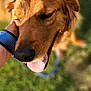 animal, blurred_background, canine, close_up, dog, footwear, fur, golden_retriever, grass, hand, happy, leash, nature, outdoor, person, petting, smiling, sunlight, tongue_out, wristband